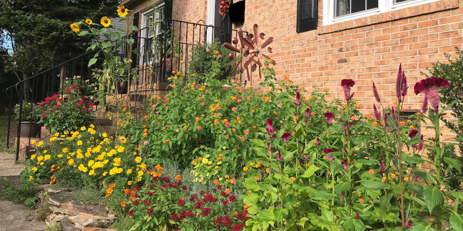 Lantana bed in peak bloom September, 2020.