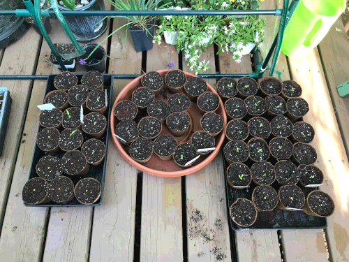 (after) All the seedlings potted up.