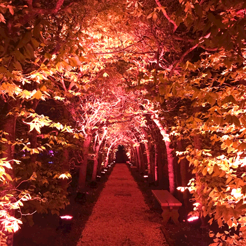 Beech Arbor at Colonial Williamsburg.