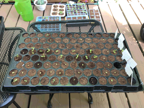 (before) Seedlings in the reused tray.