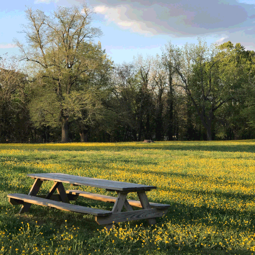 Buttercups at Colonial Williamsburg.