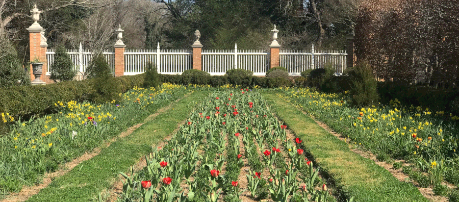 Colonial Williamsburg’s Governor’s Palace Gardens.