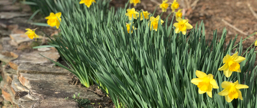 Daffodils in bloom.