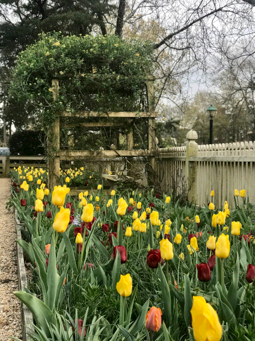 Tulips at Lightfoot Tenement.