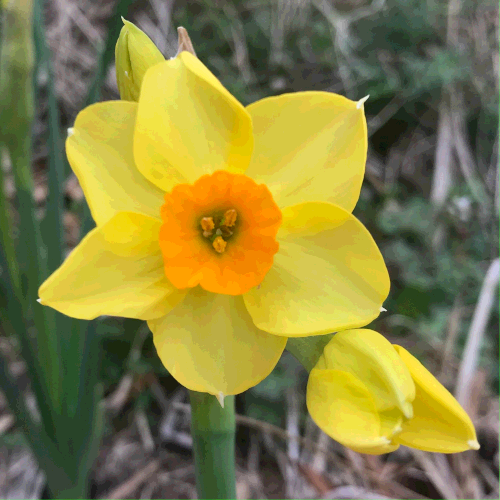 One of our new daffodils.