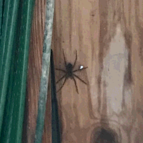 Colossal Spider, King of the Shed Kingdom.