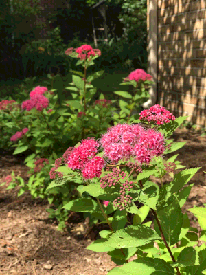 Spirea from our garden.