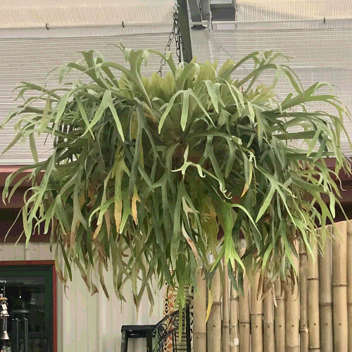 The Staghorn fern in Brent & Becky’s bulb shop.