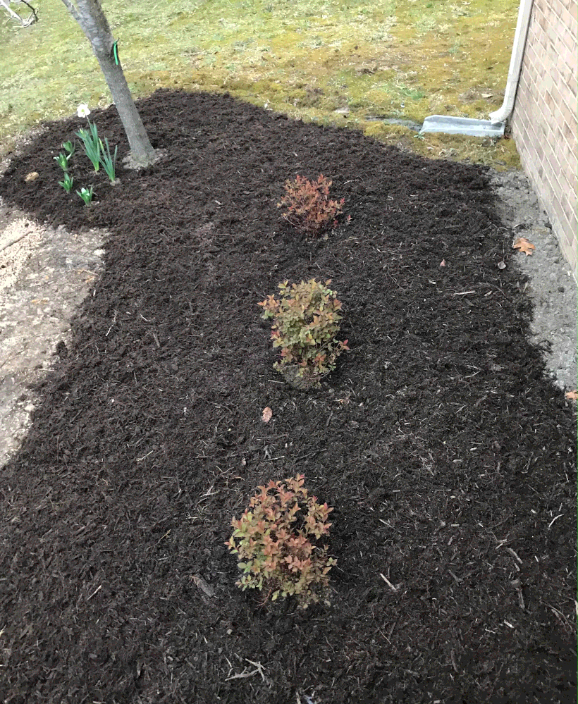 Three spirea in the Pear Tree bed.