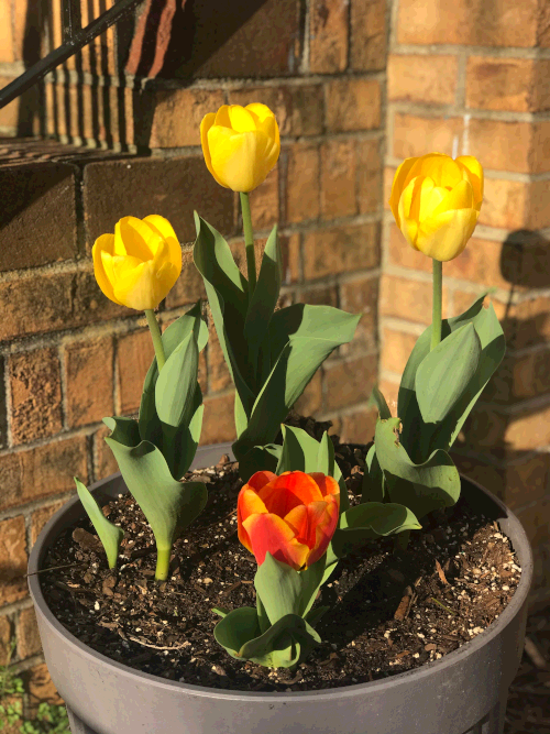 Tulips.