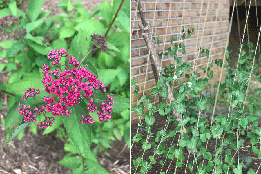 What’s blooming? Our Double Play Doozie Spirea (left) and our Sugar Snap Peas (right).