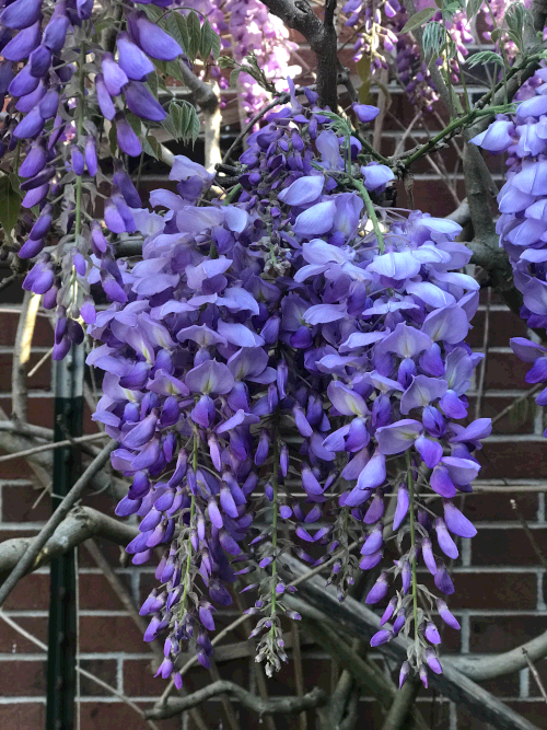 Wisteria.